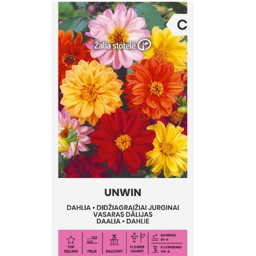 Dahlia - Söt