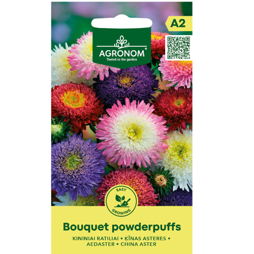 Aster - Bukettpuder
