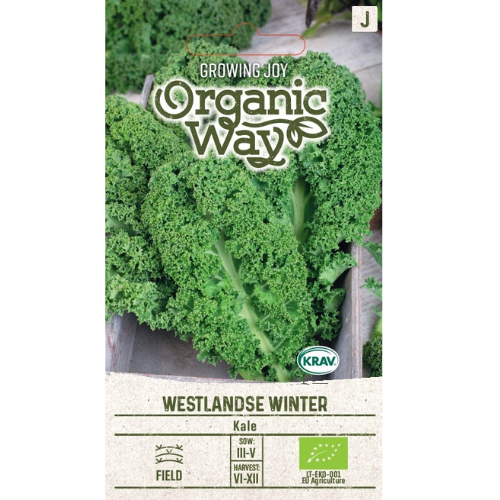 Ekologisk Grönkål - Westlandse Winter