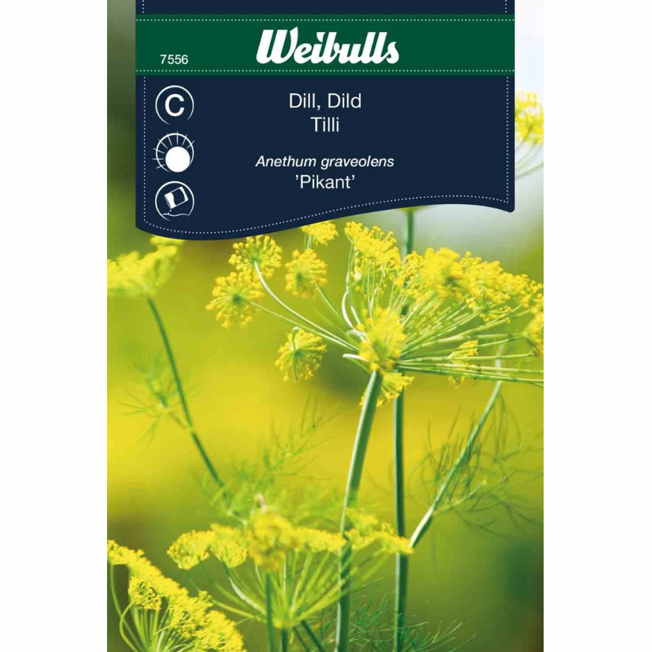 Dill – Kryddig