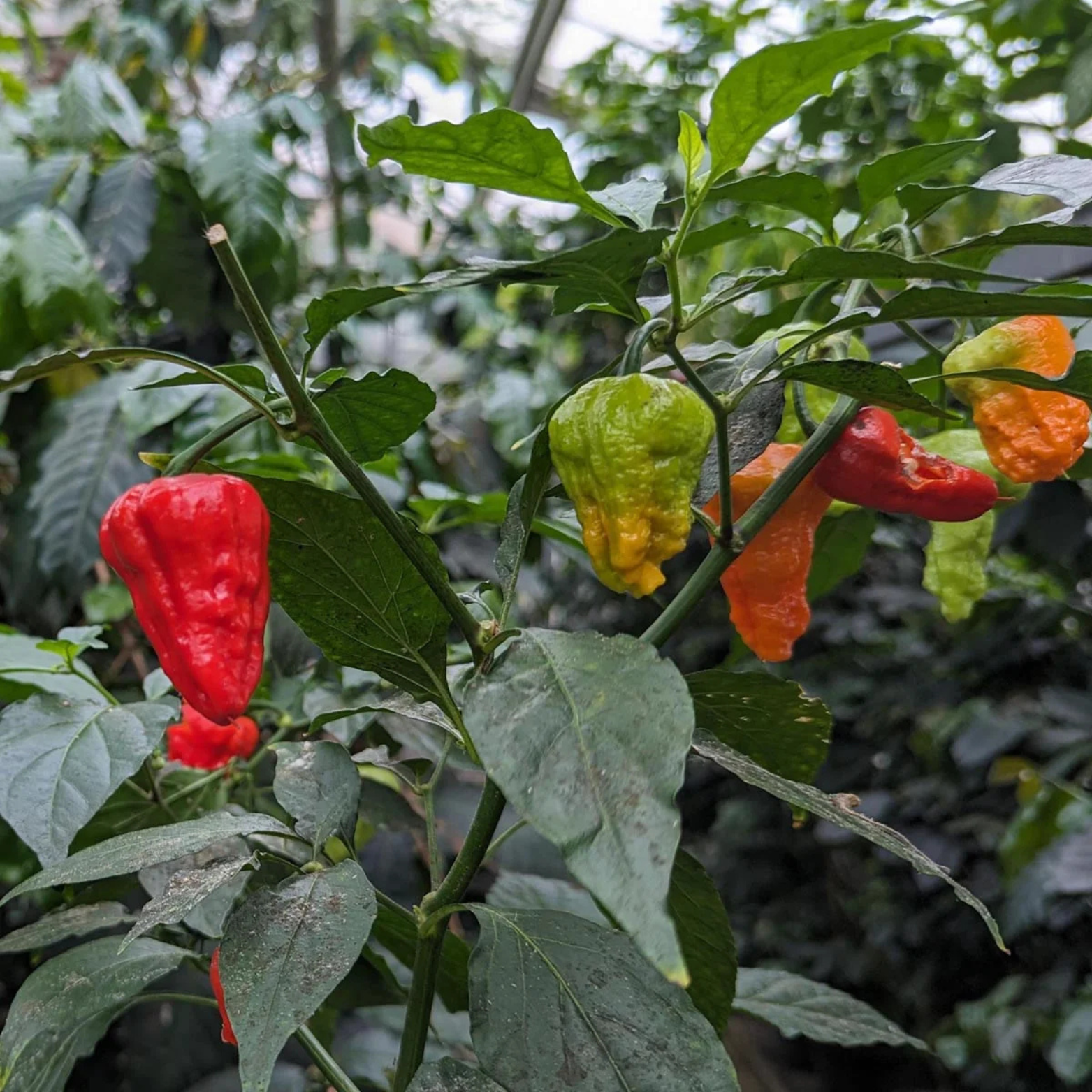 Chilipeppar - Bhut Jolokia Pepper