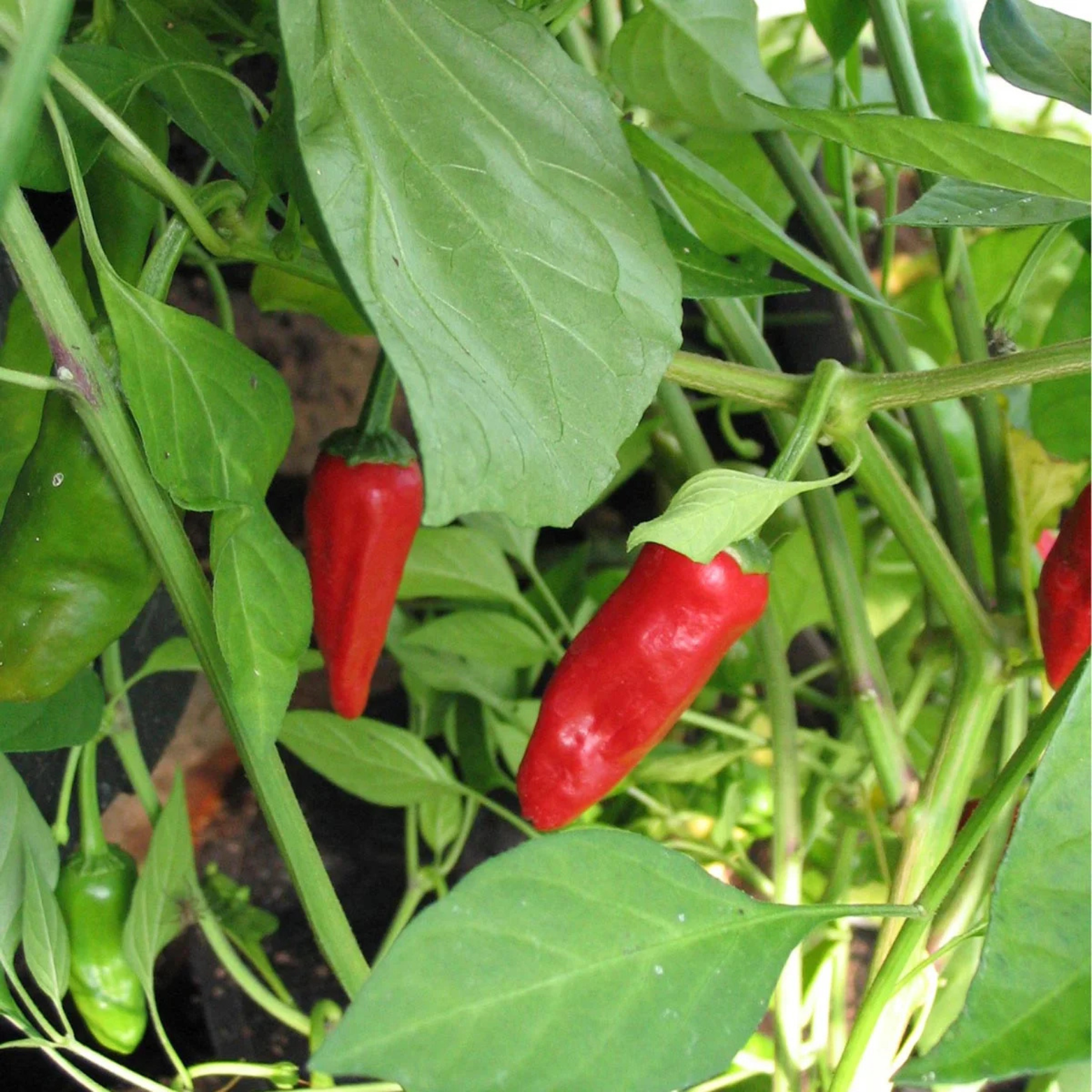 Chilifrön - Padrón Pepper / Padrón Peppers - Kulturarv