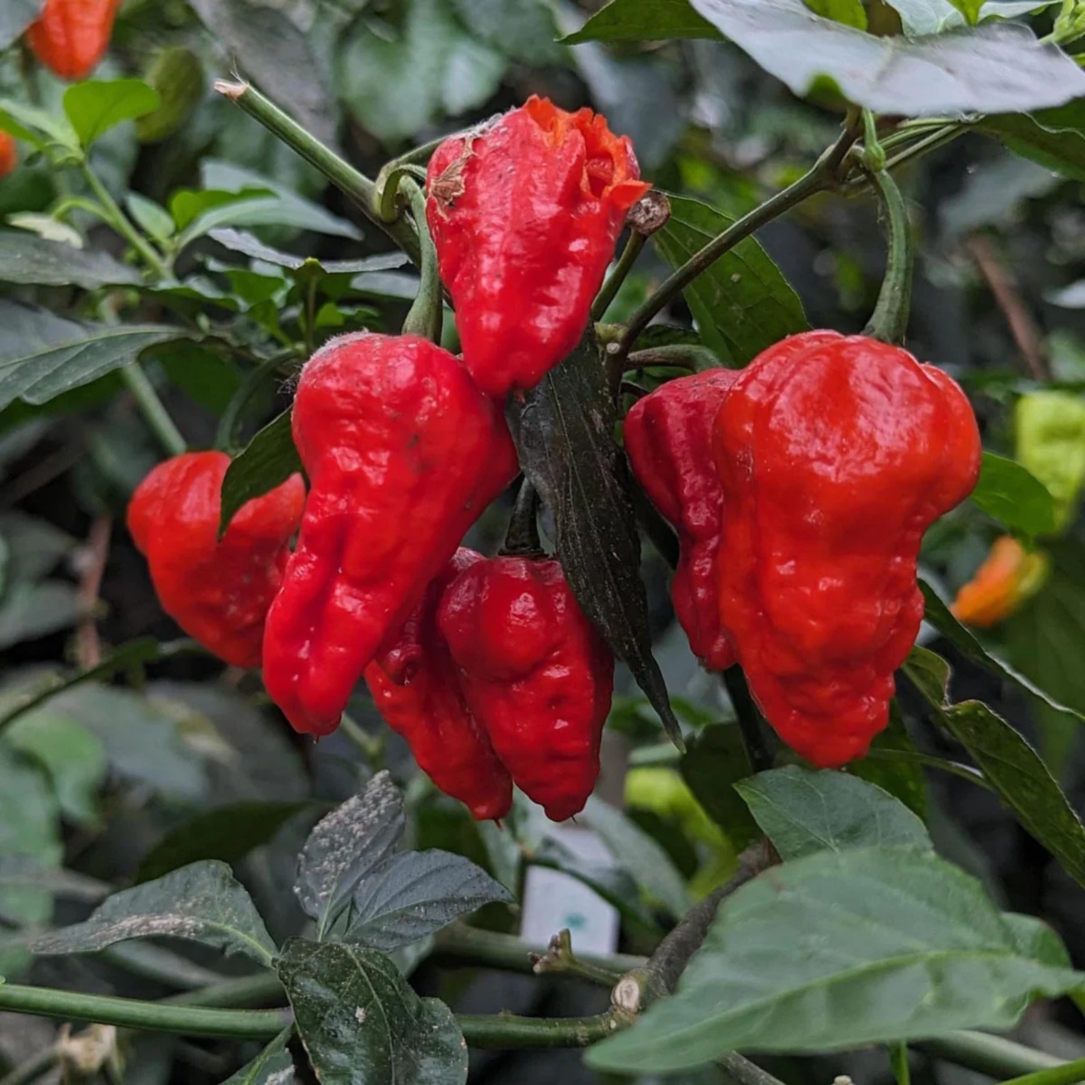 Chilipeppar - Bhut Jolokia Pepper