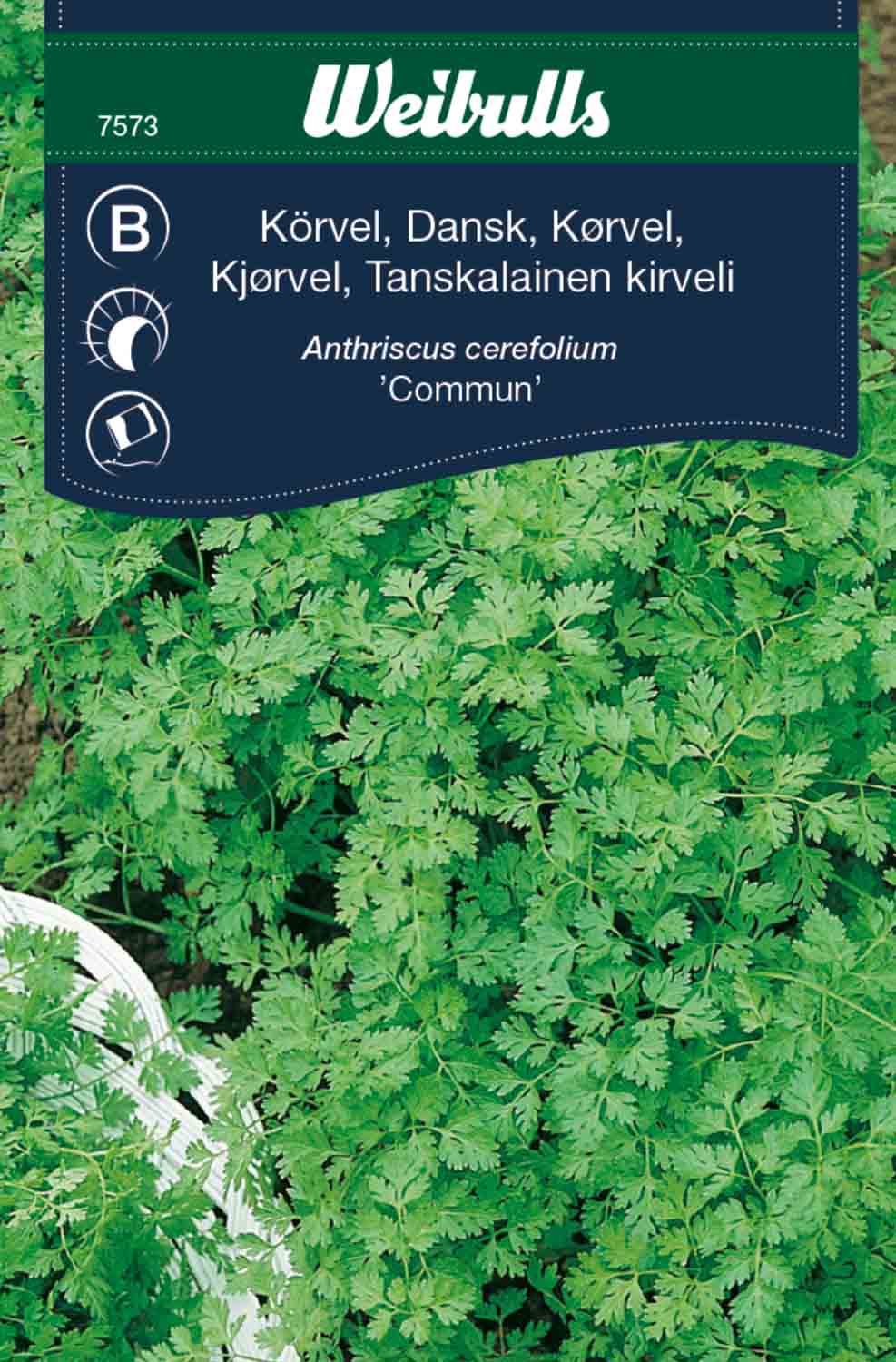 Körvel – Dansk kommun