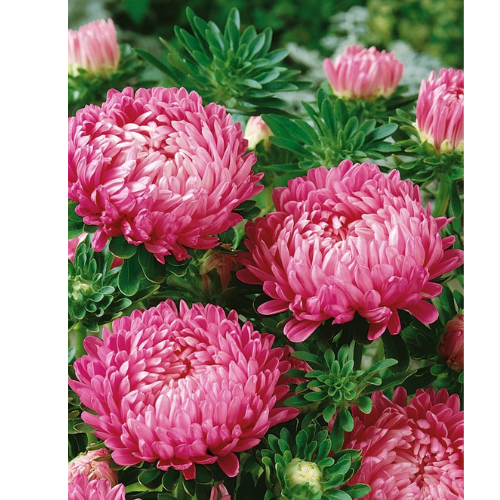 ASTER