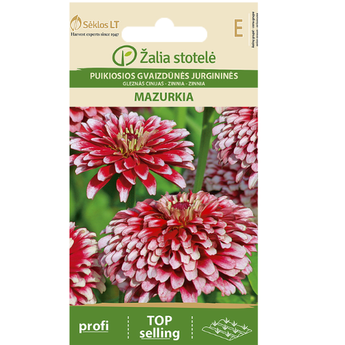 Zinnia - Mazurka