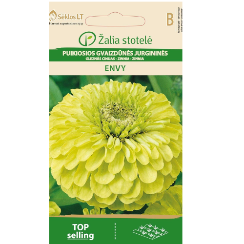 Zinnia - Avund