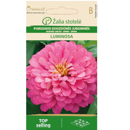 Zinnia - Ljus