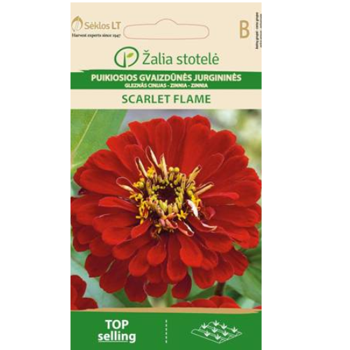 Zinnia - Scharlakansröd flamma
