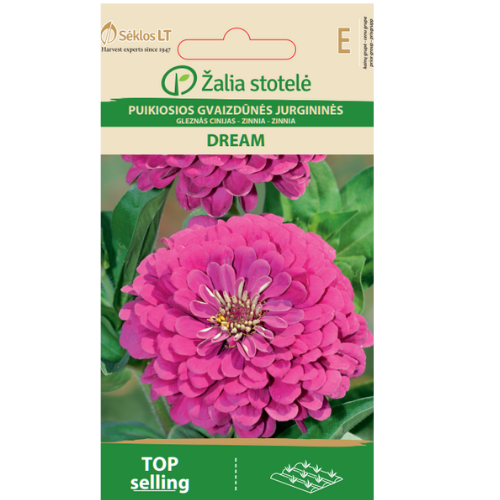 Zinnia - Dröm
