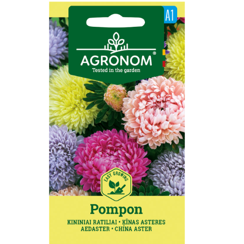 Aster - Pomponmix