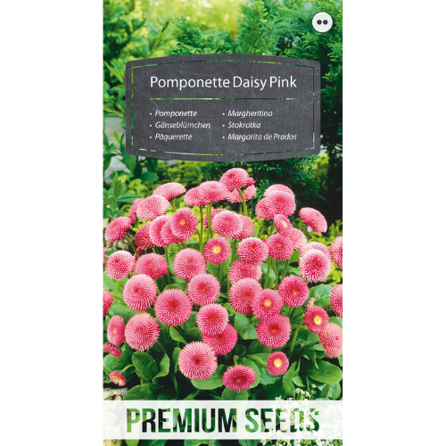 Tusensköna - Pomponette Rosa