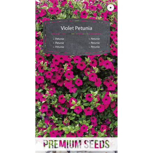 Petunia - Violett