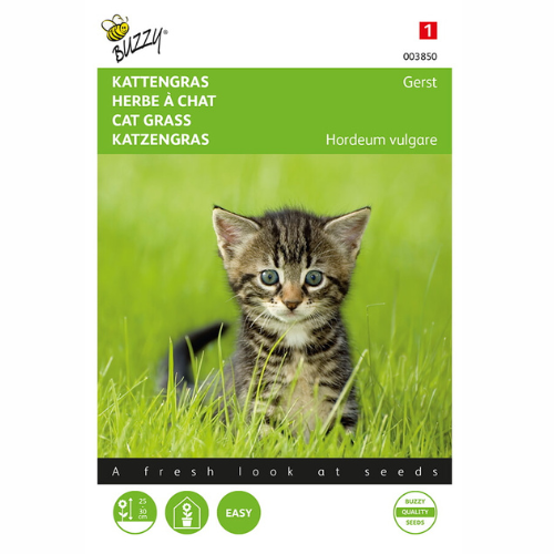 Kattgräs - Korn