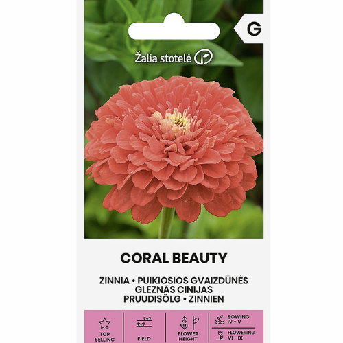 Zinnia - Korallskönhet