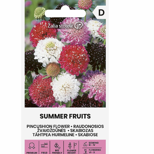 Scabiosa – Sommarfrukter (Brudscabiosa / Nåldyna)