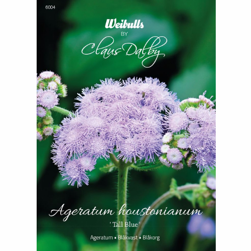 Ageratum - Högblå