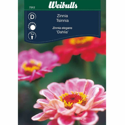 Zinnia - Dahlia 