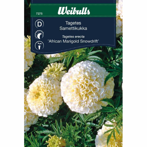 Tagetes – Snödriva