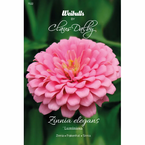 Aster - Pion Chamois