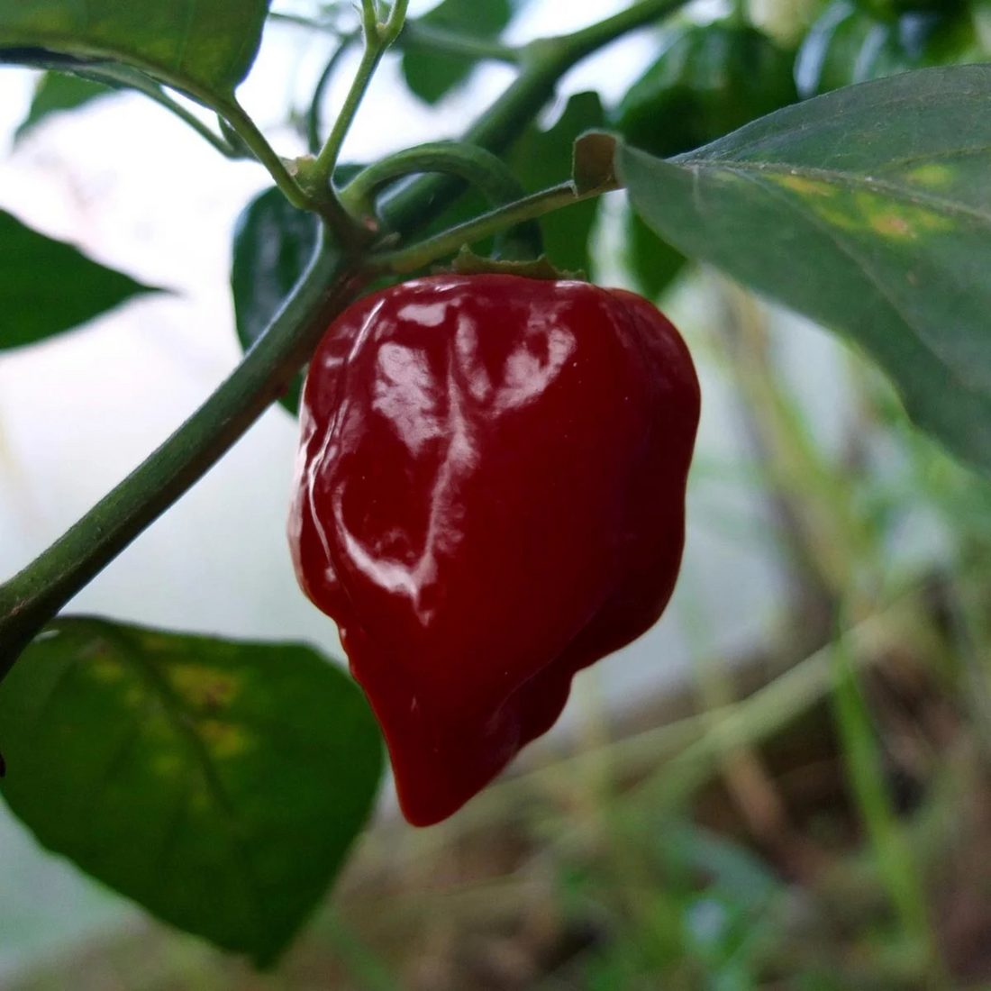 Chilifrön - Scotch Chocolate Bonnet 