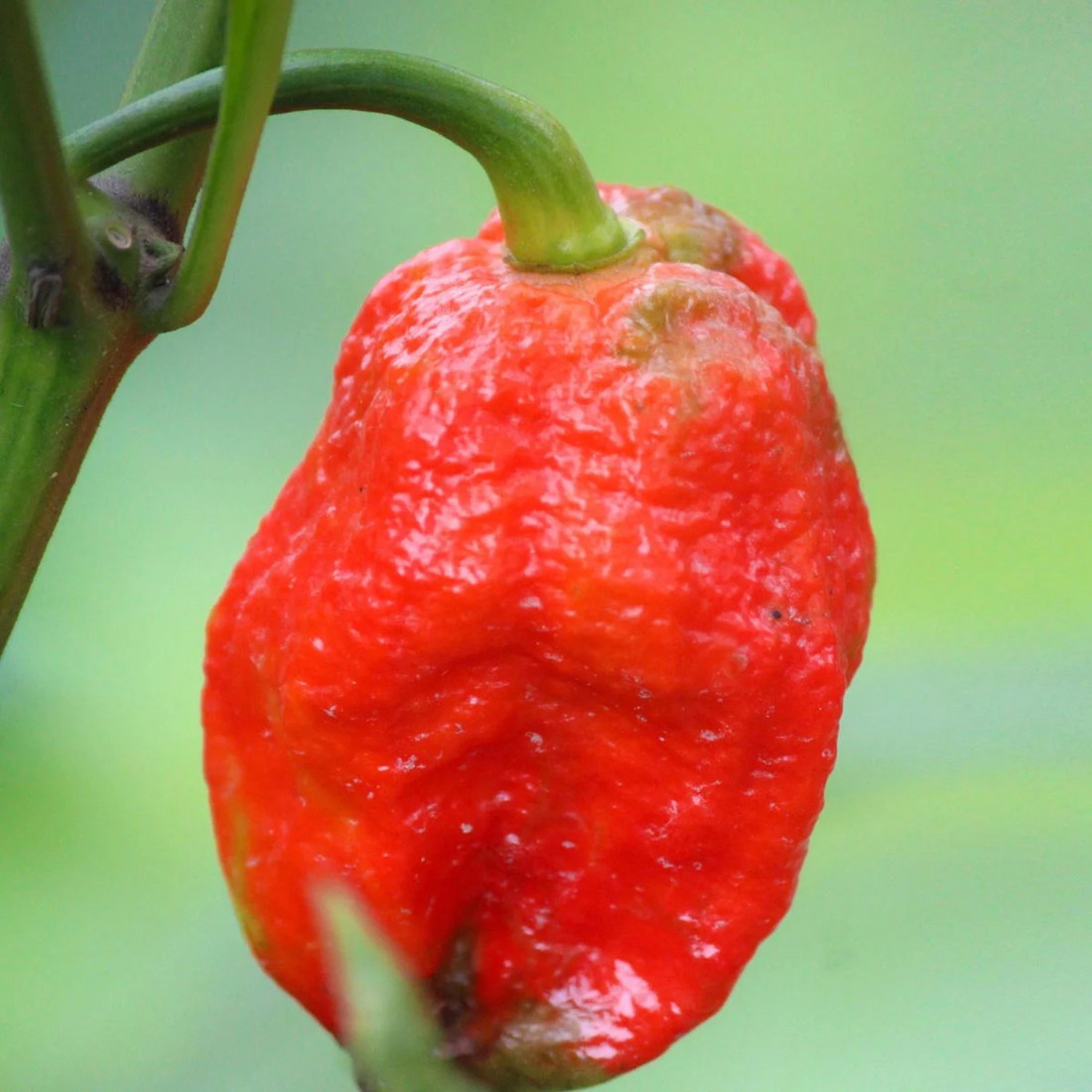 Chilifrön - Hot chilipepper - Trinidad Scorpion