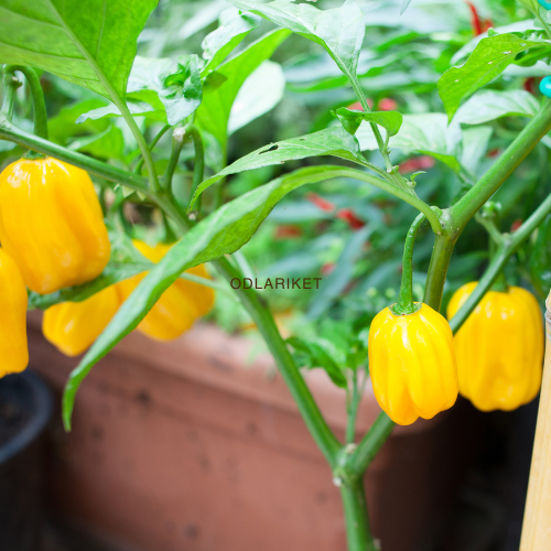 Chilipeppar - Habanero Gul