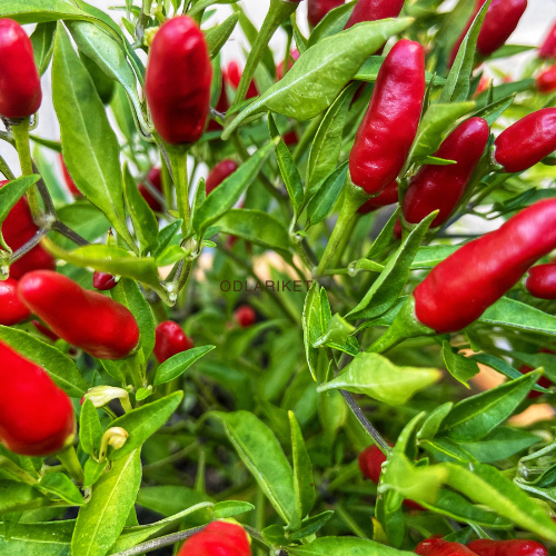 Spanska pepprar – Yvona