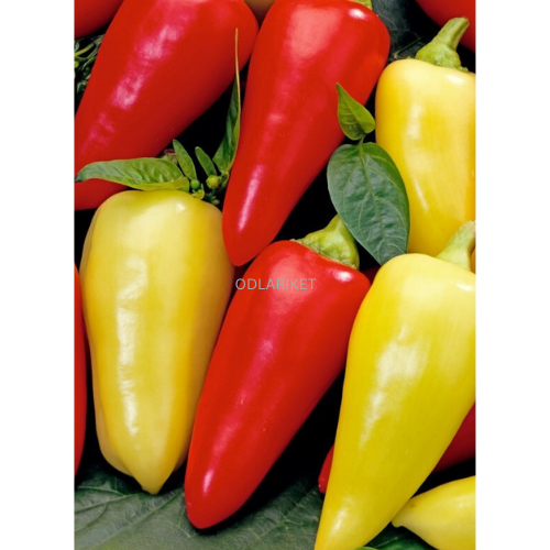 Paprika från