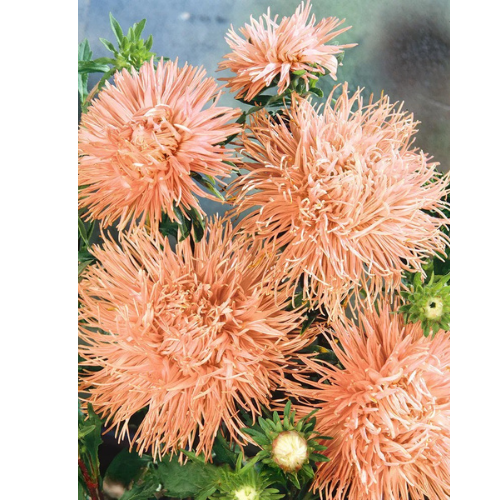 Aster - Lax