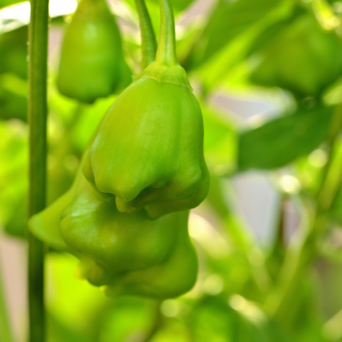 Chilipeppar Jamaicansk klocka