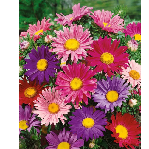 Aster - Enkelblandning