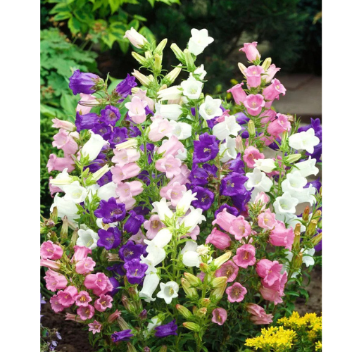 Mariaklocka Canterbury Bells - Mix