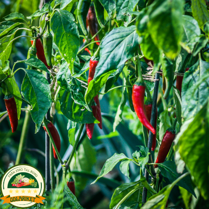 Chilipeppar – Poseidon - 70 frön