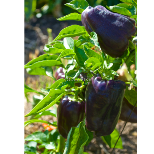 Paprika - Loran - 39 från