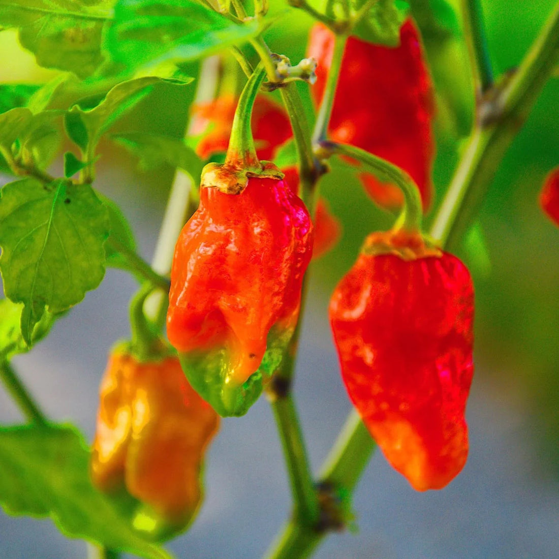 Chilifrön - Naga Morich - Extremt varmt
